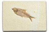 Detailed Fossil Fish (Knightia) - Wyoming #333883-1